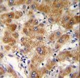 Polyclonal Rabbit anti-Human ODF3B Antibody (aa19-47, IHC, WB)