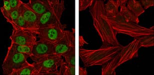 Monoclonal Mouse anti-Human NANOG Antibody (clone 1E6C4, IF, WB)