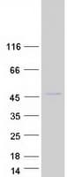 Human RBM4B Protein (Recombinant Myc-DDK (Flag))