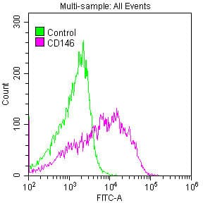 MCAM / CD146 Antibody