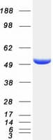 Human TLDC1 / KIAA1609 Protein (Recombinant Myc-DDK (Flag))