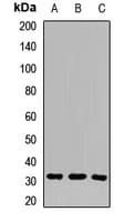 AQP10 / Aquaporin 10 Antibody