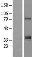 C12orf43 Protein (Over-Expression Lysate Myc-DDK (Flag))