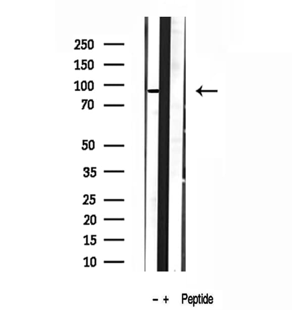 DDX21 Antibody