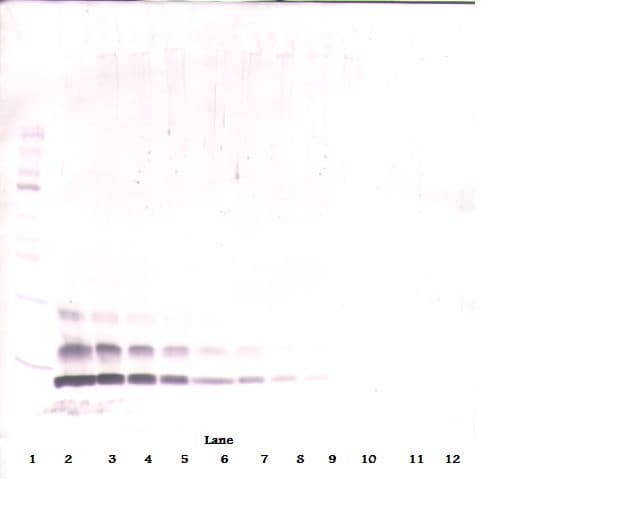 CCL4 / MIP-1 Beta Antibody