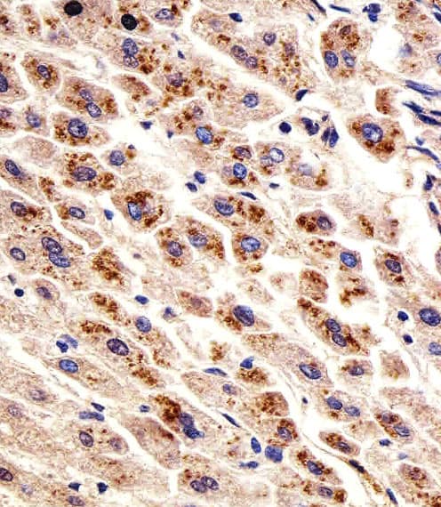 DHFR Antibody (aa16-30)