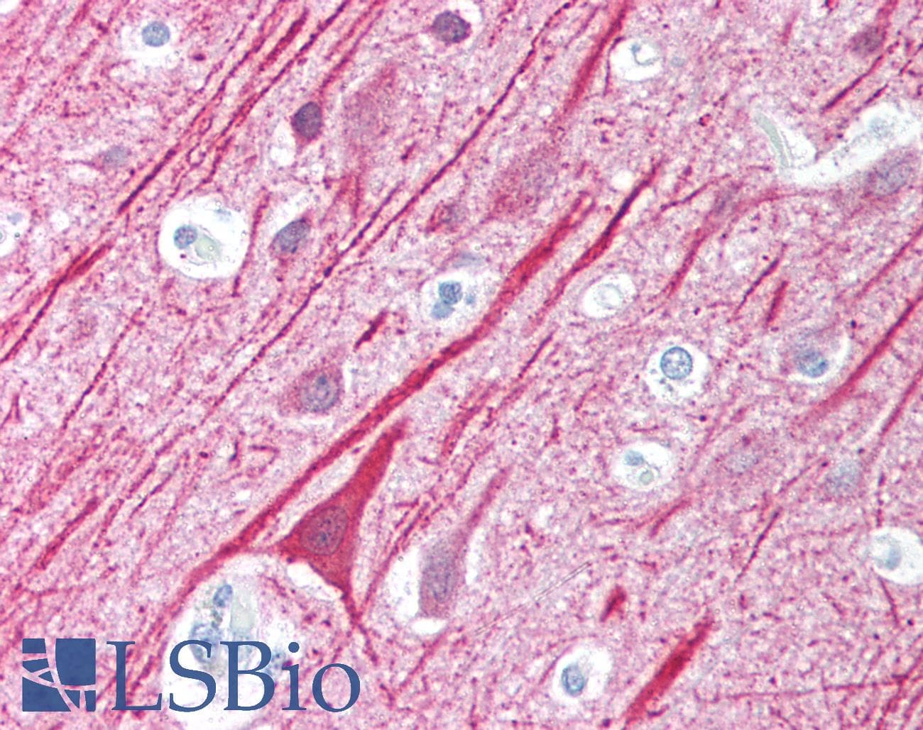 IHC-plus™ VISA / MAVS Antibody