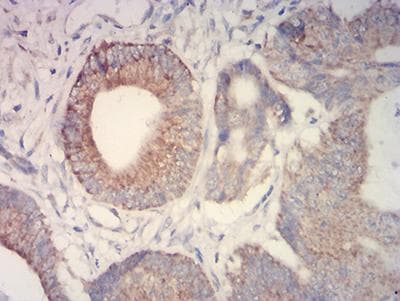 IDH2 Antibody (clone 3E8E9)