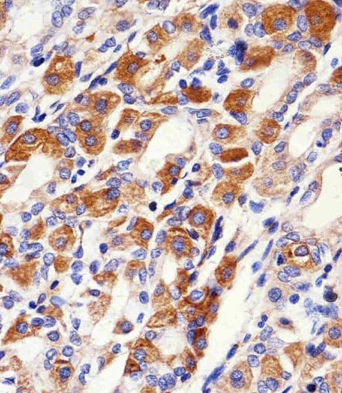 PACSIN2 Antibody (aa342-371)
