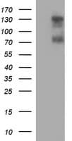 CD44 Antibody (clone OTI5B6)