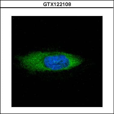 HSPA13 Antibody