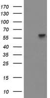 PPAT Antibody (clone OTI1E1)