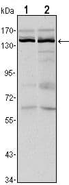 KDM3A / JMJD1A Antibody (clone 20)