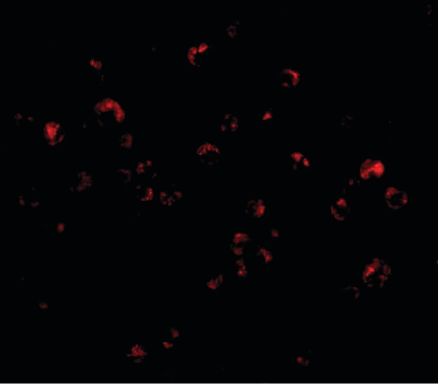 IHC-plus™ Polyclonal Rabbit anti-Human TRIM25 Antibody (IHC, IF, WB)