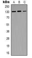 NOS2 / iNOS Antibody (N-Terminus)