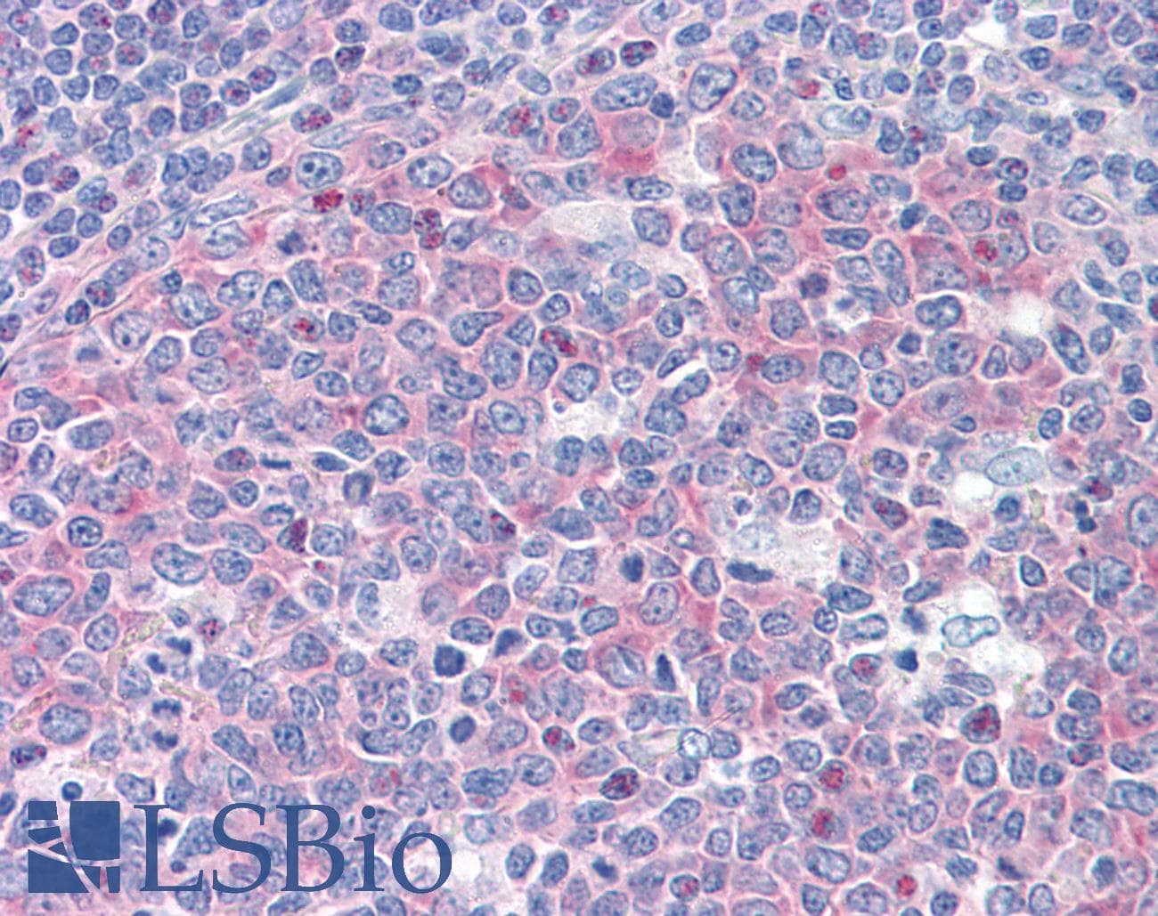 IHC-plus™ FARSB Antibody (clone 2F11)