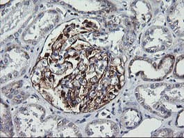 VTI1A Antibody (clone OTI1F4)