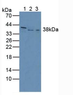 INHBC Antibody (aa236-352, Cy3)