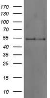 DOK7 Antibody (clone OTI1D11)