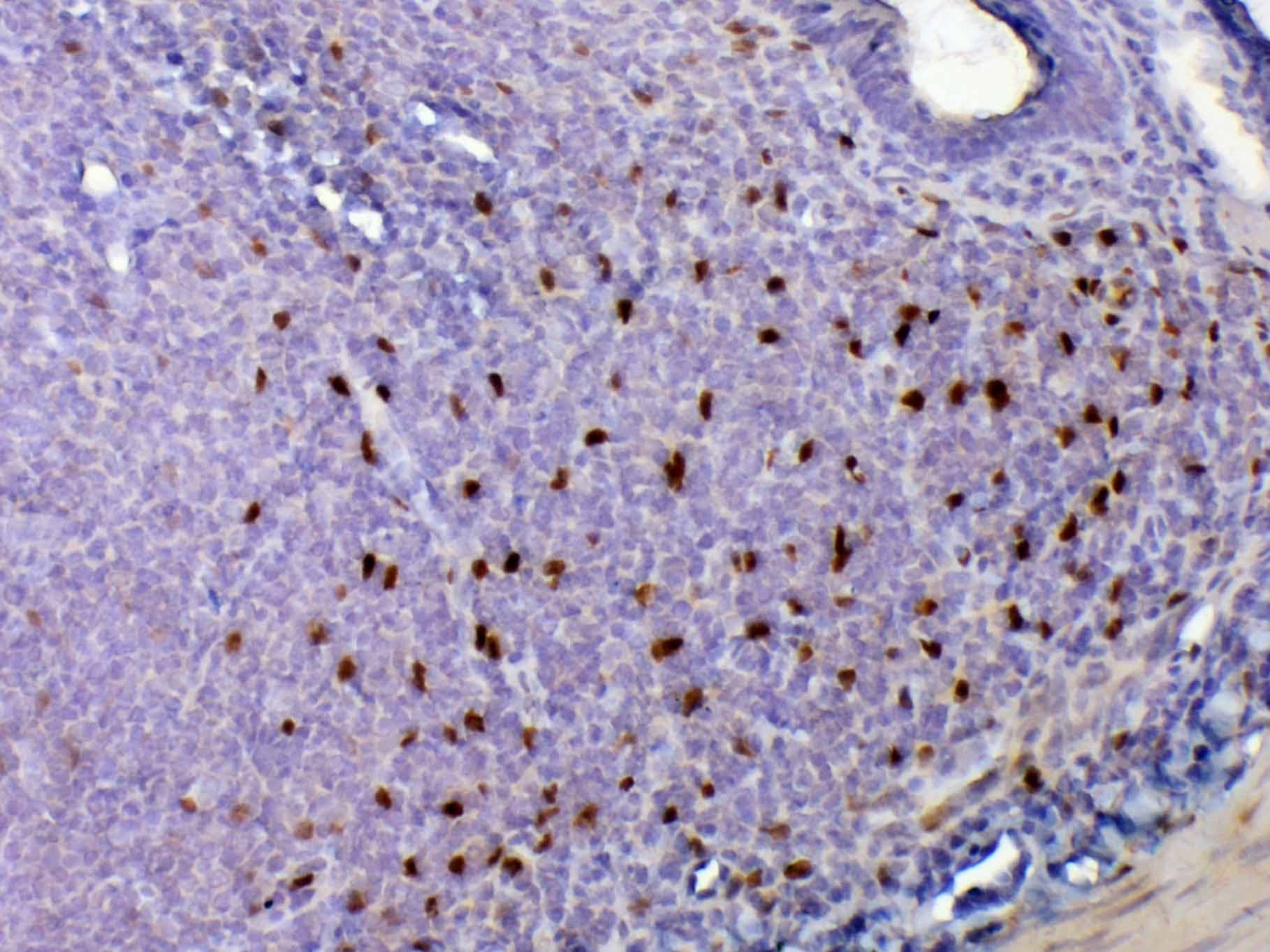 Polyclonal Rabbit anti-Rat IL-33 Antibody (IHC, WB)
