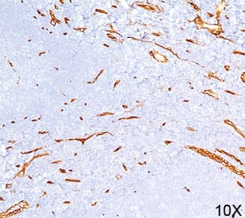 CD34 Antibody (N-Terminus, clone QBEnd/10, Azide-free, BSA-free)