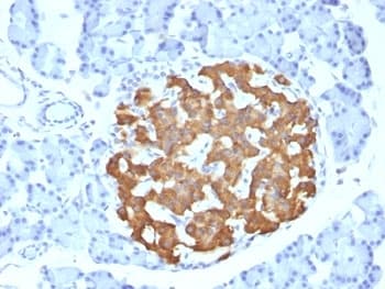 Insulin Antibody (clone IRDN/794)
