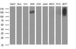 CD44 Antibody (clone OTI1C8)