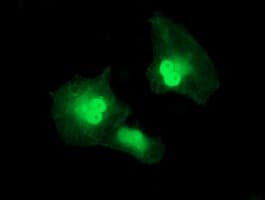 SERPINA5 / PCI Antibody (clone OTI1F8, Carrier-free)