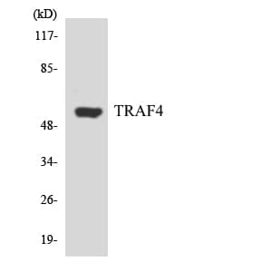 IHC-plus™ TRAF4 Antibody (aa253-302)