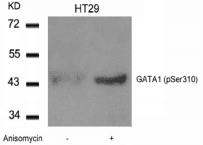 GATA1 Antibody