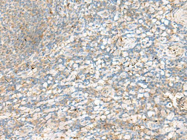 HLA-DRB4 Antibody