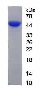 Mouse IGHE / IgE Protein (Recombinant His, N-Terminal)