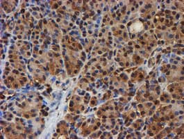 PSMB9 Antibody (aa21-219, clone OTI2G6)