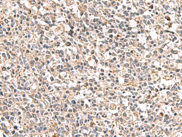PTPRS Antibody