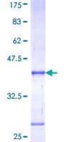 Human POU1F1 / PIT1 Protein (Recombinant GST, N-terminus)