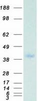 Human PPP1CC / PP1 Gamma Protein (Recombinant Myc-DDK (Flag))