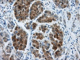 DCXR Antibody (clone OTI9C9)