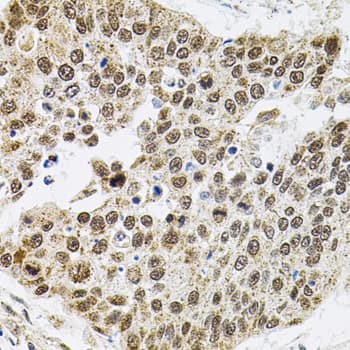 SMARCD1 / BAF60A Antibody