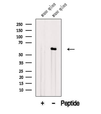 ANGPTL2 / ARP2 Antibody