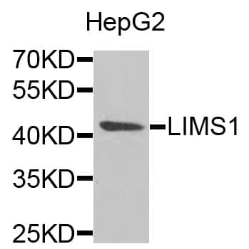 LIMS1 / PINCH Antibody