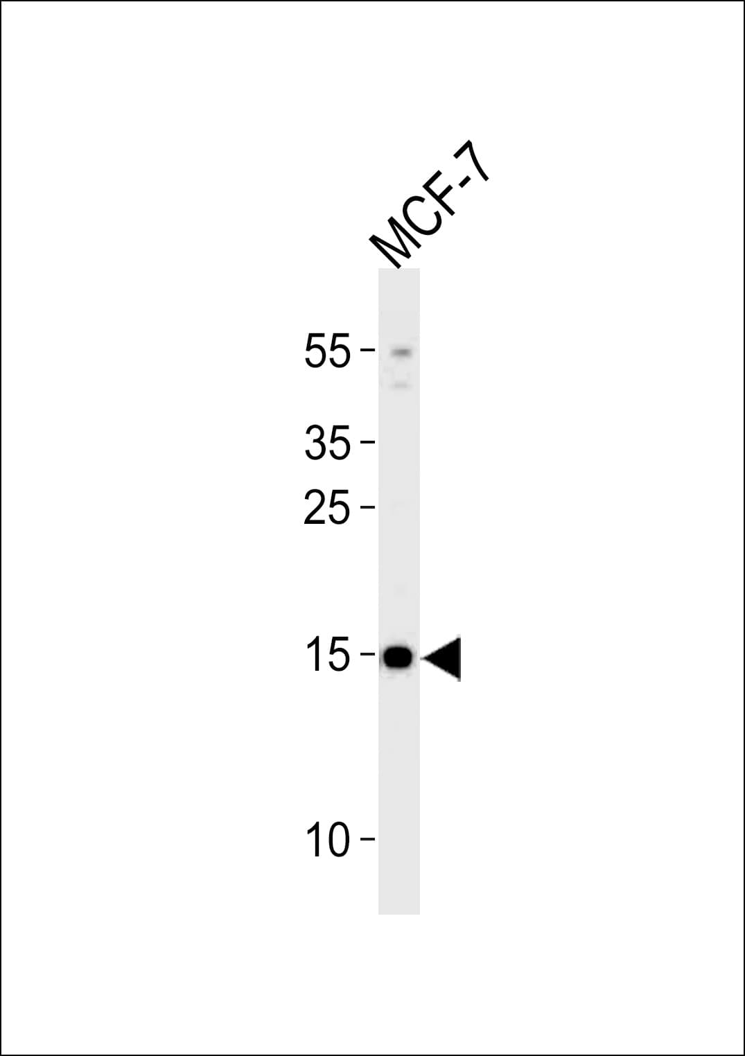 MEK1 + MEK2 Antibody (aa1-25)