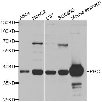 PGC / Pepsin C Antibody