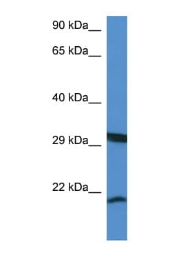 RHEBL1 Antibody (aa27-76)
