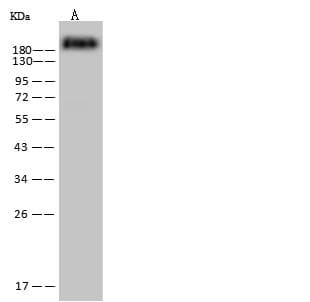 Monoclonal Mouse anti-Human CD45 / LCA Antibody (clone 20, Preservative Free, IHC, WB)