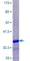 Human WFDC6 Protein (Recombinant GST)