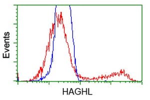 Monoclonal Mouse anti-Human HAGHL Antibody (clone OTI4G10, Carrier-free, IF, WB)