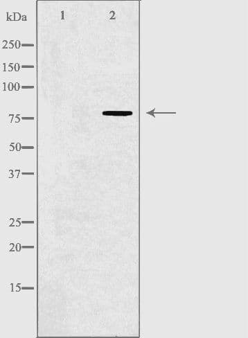 Polyclonal Rabbit anti-Human ADGRF4 / GPR115 Antibody (IF, WB)