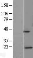 C6orf66 Protein (Over-Expression Lysate Myc-DDK (Flag))