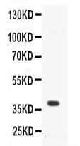 Polyclonal Rabbit anti-Mouse CD40 Antibody (IHC, WB)