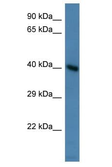 Polyclonal Rabbit anti-Mouse HMX3 Antibody (aa130-179, WB)